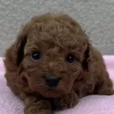 タイニープードル