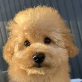 タイニープードル