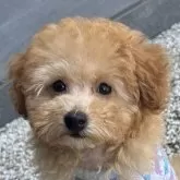 タイニープードル