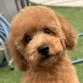 トイプードル(トイ)【茨城県・女の子・2025年6月16日・レッド】の写真1