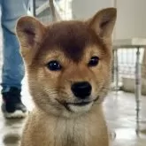 柴犬(標準サイズ)
