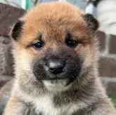 柴犬(標準サイズ)