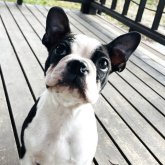 ボストンテリア