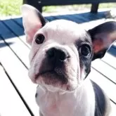 ボストンテリア