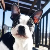 ボストンテリア