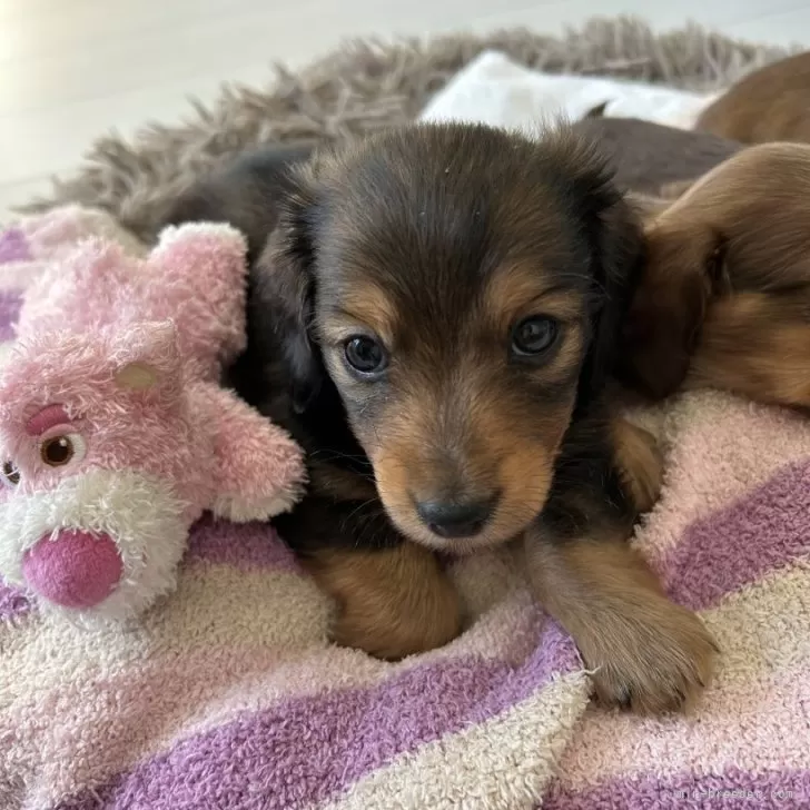 ID：2501-01076の子犬