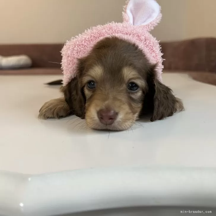 ID：2411-07861の子犬