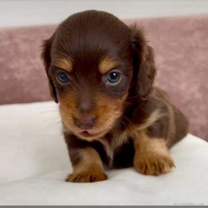 ID：2501-01069の子犬