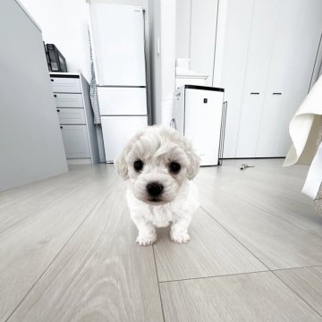 ビションフリーゼ【岐阜県・女の子・2025年9月28日・ホワイト】の写真「爆毛　父JKCチャンピオン　大人しい」