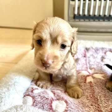 ミニチュアダックスフンド(ロング)【岐阜県・男の子・2025年10月23日・クリーム】の写真「小さい男の子」