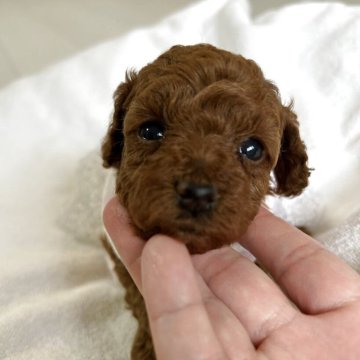 トイプードル(タイニー)【岐阜県・女の子・2025年5月20日・レッド】の写真「小さい女の子」