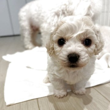 ビションフリーゼ【岐阜県・男の子・2025年9月28日・ホワイト】の写真「父JKCチャンピオン、母JKCチャンピオン直子」