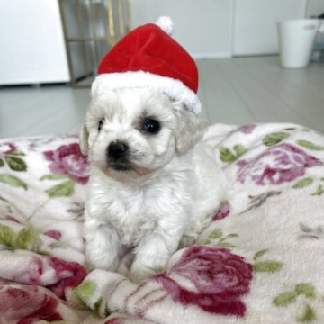 ビションフリーゼ【岐阜県・女の子・2025年9月28日・ホワイト】の写真「父JKCチャンピオン、母JKCチャンピオン直子」