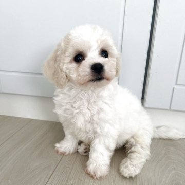 ビションフリーゼ【岐阜県・女の子・2025年9月28日・ホワイト】の写真「爆毛　父JKCチャンピオン」