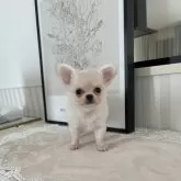 チワワ(ロング)