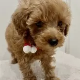タイニープードル【岐阜県・男の子・2024年10月24日・アプリコット】の写真3