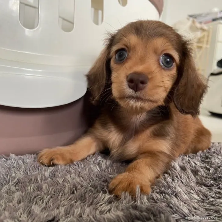 ID：2308-03851の子犬