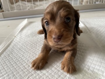 ミニチュアダックスフンド(ロング)【岐阜県・男の子・2021年10月28日・チョコタン】の写真「イケメン❣️」