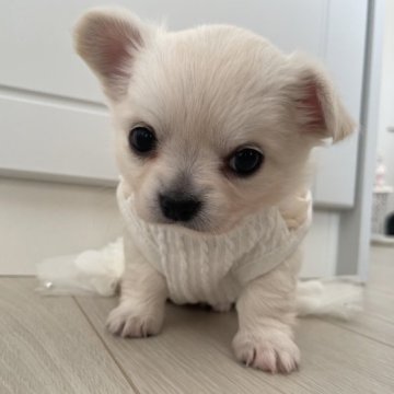 チワワ(ロング)【岐阜県・女の子・2023年9月15日・クリーム、ホワイト】の写真「目がパッチリ」