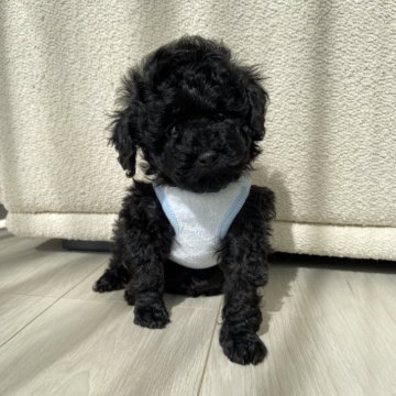 トイプードル(トイ)【岐阜県・男の子・2024年1月18日・ブラック】の写真「モコモコ」