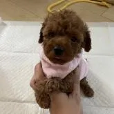 トイプードル(トイ)【岐阜県・男の子・2022年5月18日・レッド】の写真5