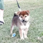柴犬(標準サイズ)