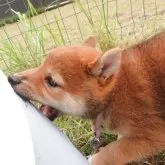 柴犬(標準サイズ)【三重県・女の子・2025年6月21日・赤】の写真4「そばえに来ます。」