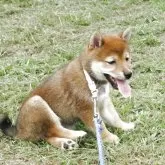 柴犬(標準サイズ)【三重県・女の子・2025年6月21日・赤】の写真5