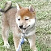 柴犬(標準サイズ)【三重県・女の子・2025年6月21日・赤】の写真6