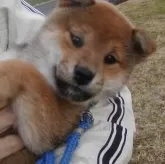 柴犬(標準サイズ)【三重県・女の子・2023年12月13日・赤】の写真1「2/4撮影」