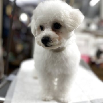 ビションフリーゼ【岐阜県・男の子・2025年3月8日・ホワイト】の写真「8匹兄妹の甘えっ子のわんぱく君です」