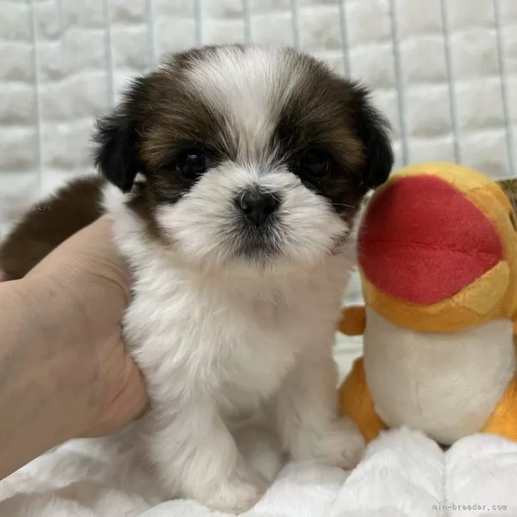 ID:2502-01326の子犬