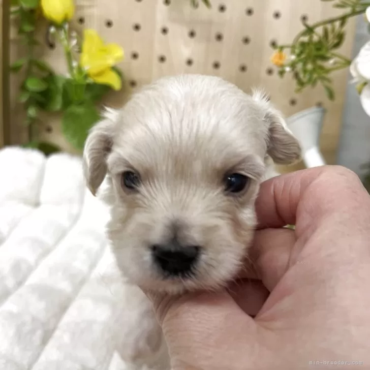 ID:2503-07672の子犬