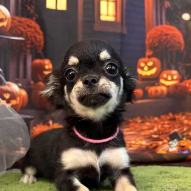 チワワ(ロング)【北海道・女の子・2025年6月3日・ブラック&amp;タン】の写真1