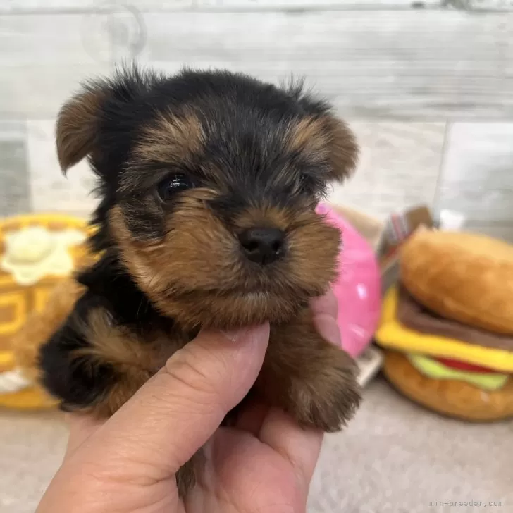 ID:2501-06390の子犬