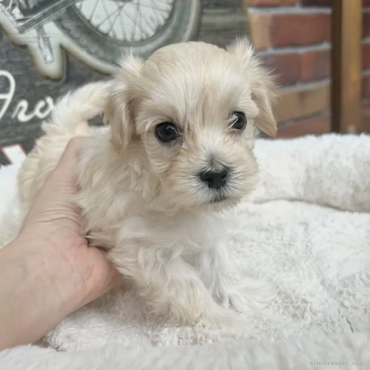 ID：2503-07663の子犬