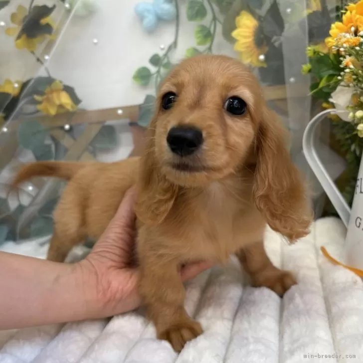 ID：2508-02100の子犬