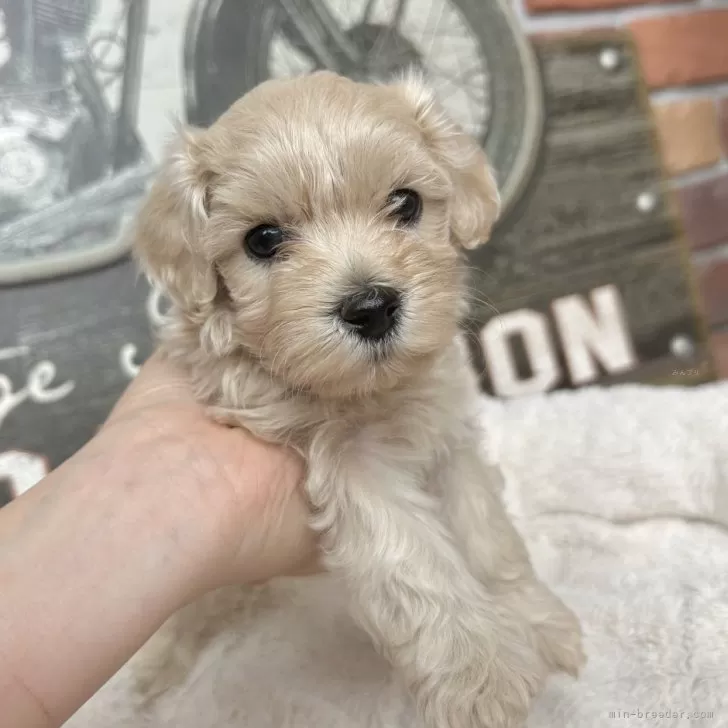 ID：2503-07677の子犬