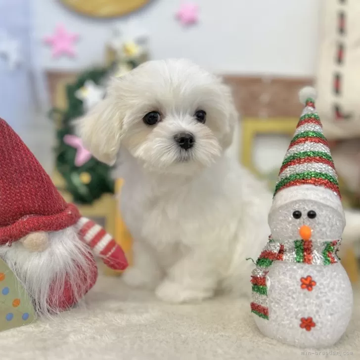 ID：2411-07632の子犬