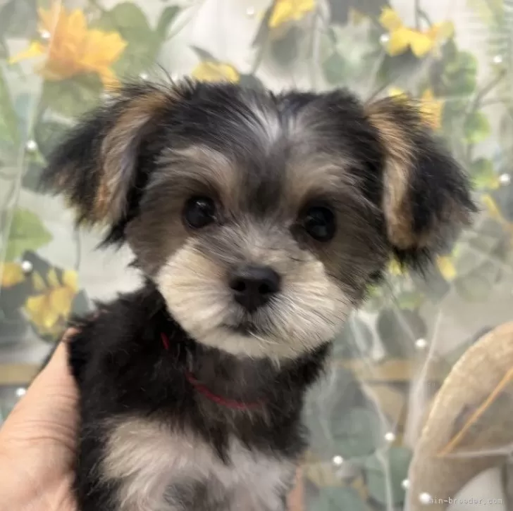 ID:2507-05145の子犬