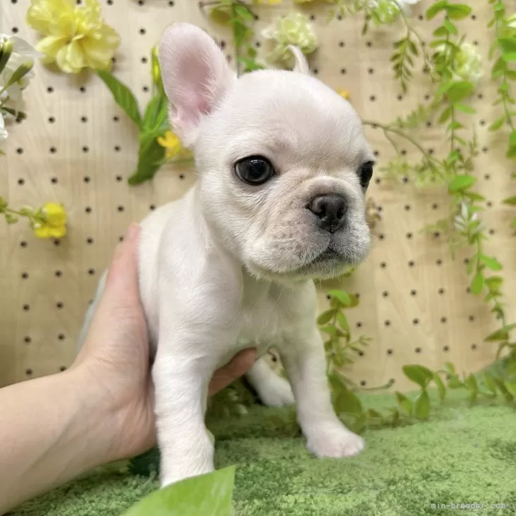 ID:2502-00204の子犬