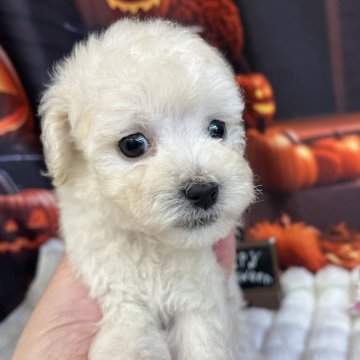 ビションプー(ビションフリーゼ×トイプードル)【北海道・男の子・2025年9月16日・ホワイト】の写真「💛可愛い男の子です💛」