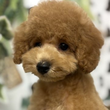 トイプードル(トイ)【北海道・男の子・2025年7月19日・レッドフォーン】の写真「♡とっても美男子くん♡」