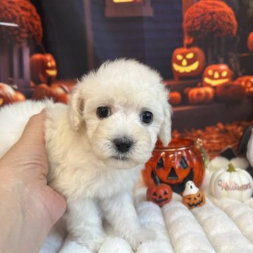 ビションプー(ビションフリーゼ×トイプードル)【北海道・女の子・2025年9月16日・ホワイト】の写真「🩷綺麗なお顔の美人さんです🩷」