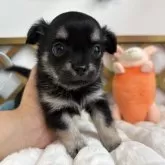 チワワ(ロング)