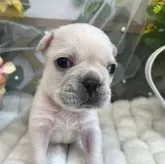 フレンチブルドッグ