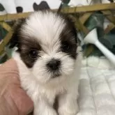 シーズー