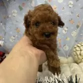 トイプードル(トイ)