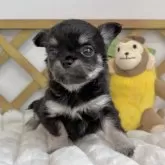 チワワ(ロング)