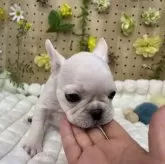 フレンチブルドッグ【北海道・女の子・2025年1月5日・クリーム】の写真9